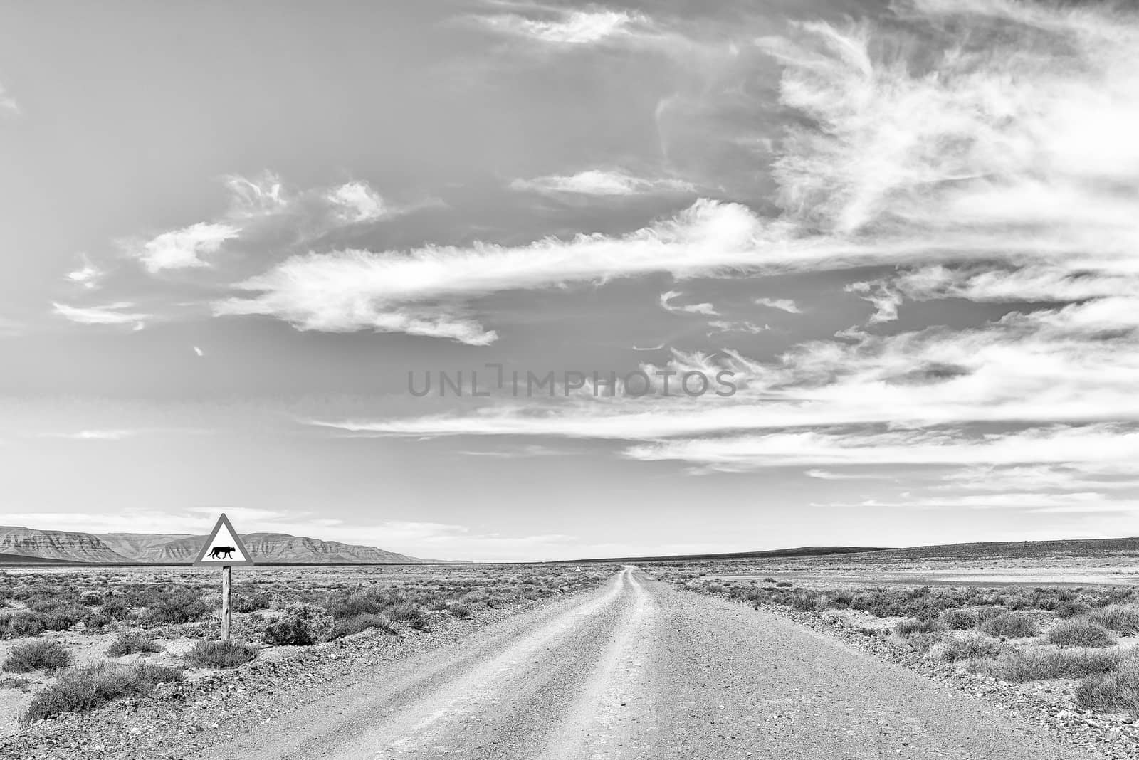 Road landscape in the Tankwa Karoo in the Northern Cape Province. Warning signs and wildflowers are visible. Monochrome