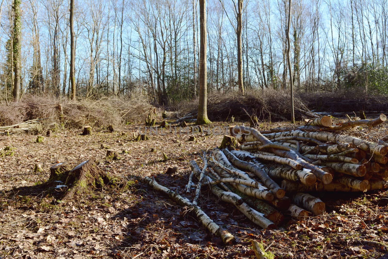 Coppiced clearing in woodland on a sunny winter's day with piles of silver birch logs and cut branches