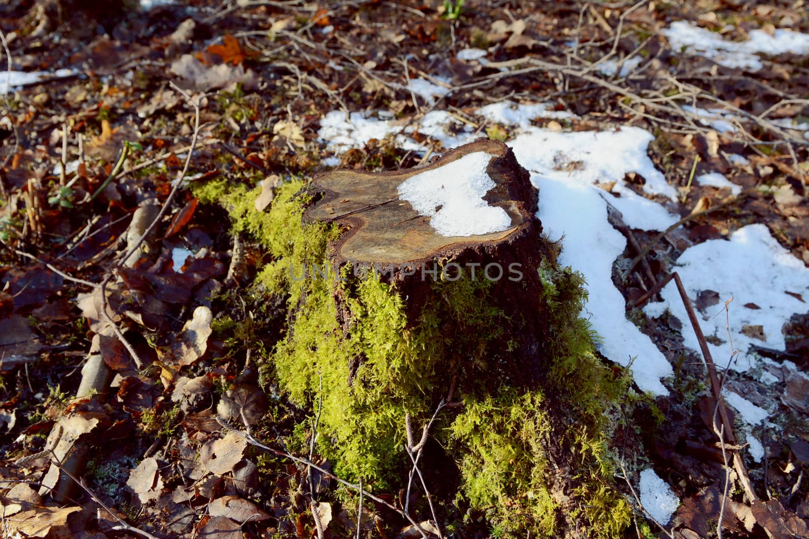 Tree stump in winter sunlight, half-covered with green moss and melting snow