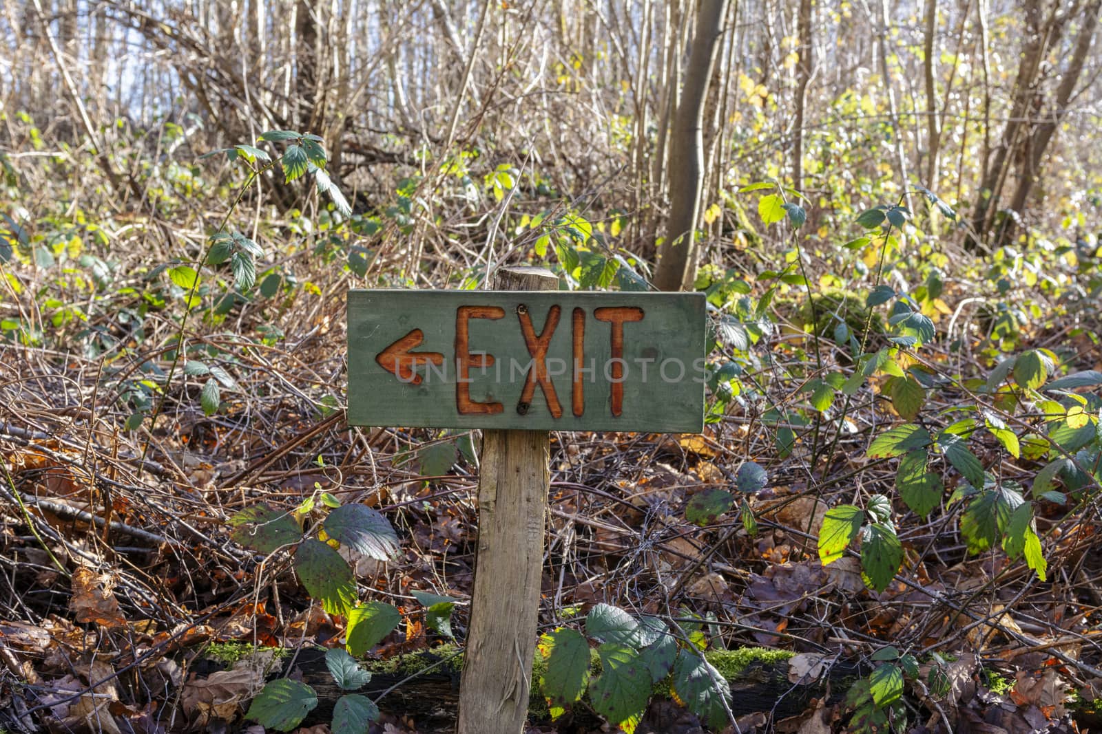 Painted wooden exit sign points left among tangled brambles and undergrowth in woodland