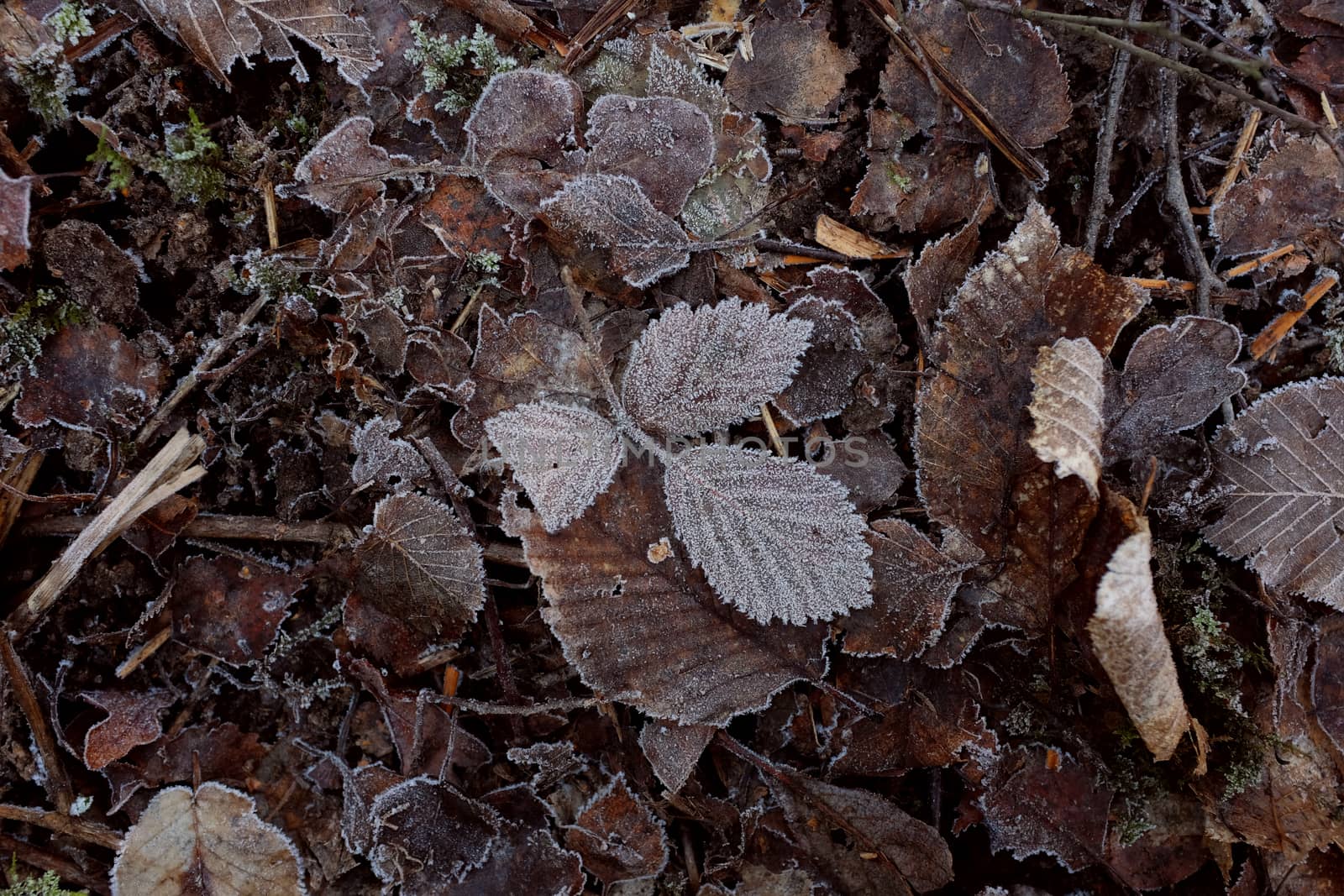 Ash leaves covered in frost crystals, among an abstract background of frosty dead leaves on the forest floor