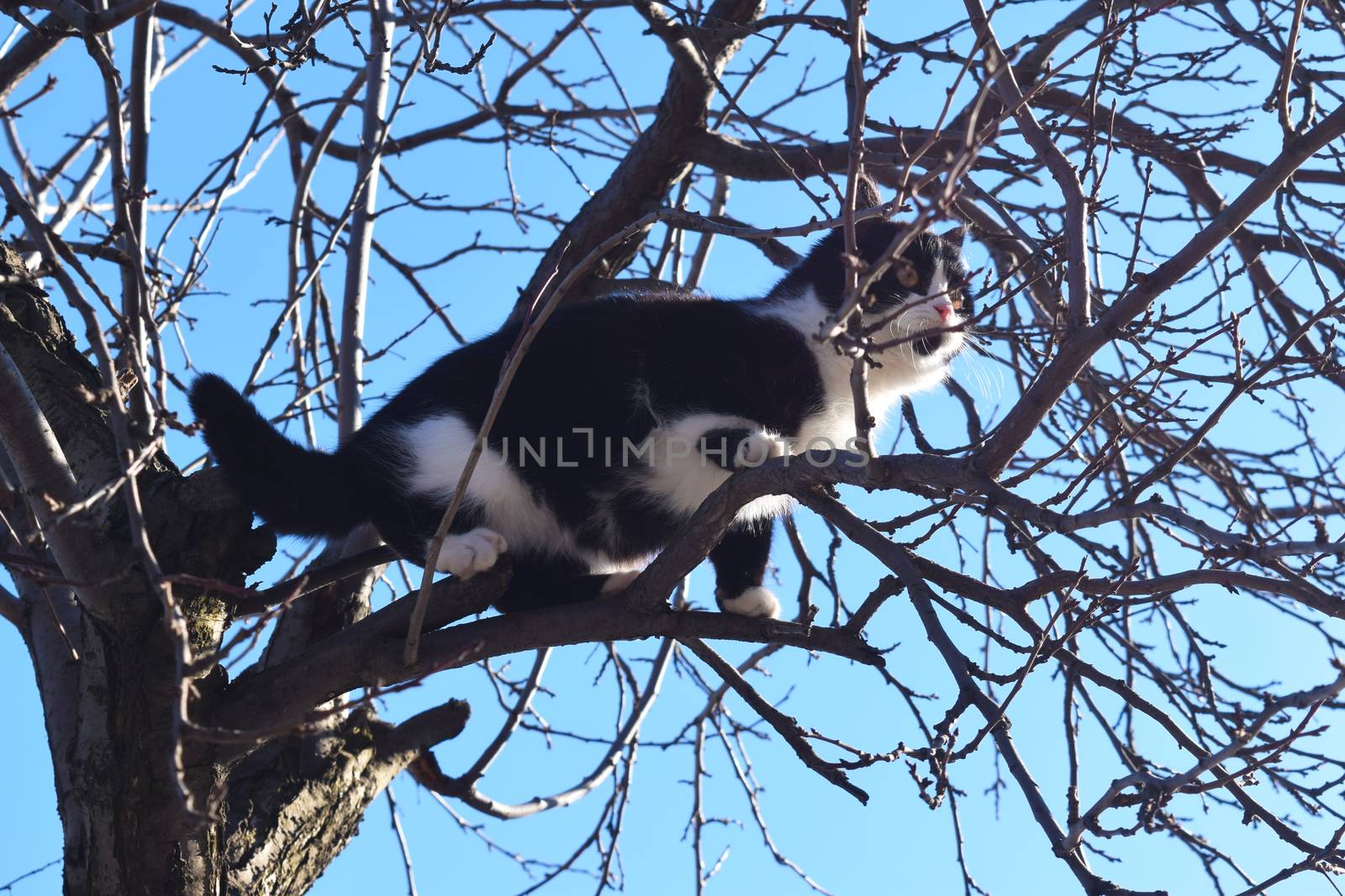 Kitten on a tree branch looks at the world. Natural background
