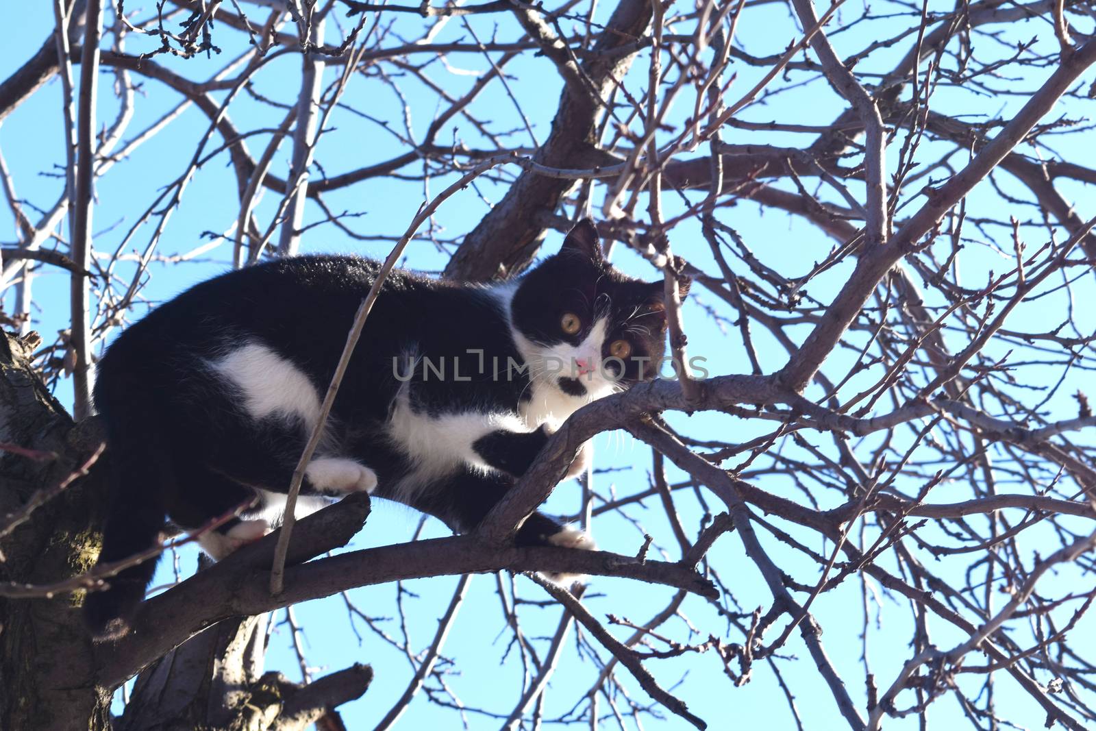 Kitten on a tree branch looks at the world by IaroslavBrylov