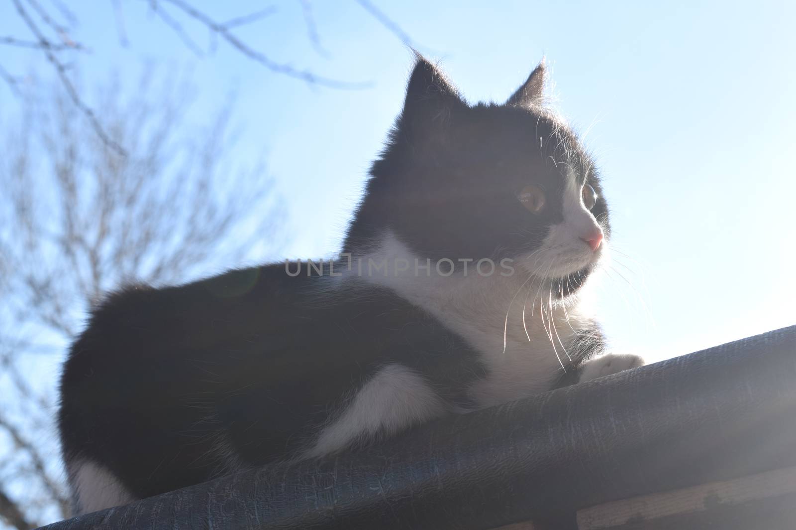 Cute black kitten sitting on the roof. Background for your design