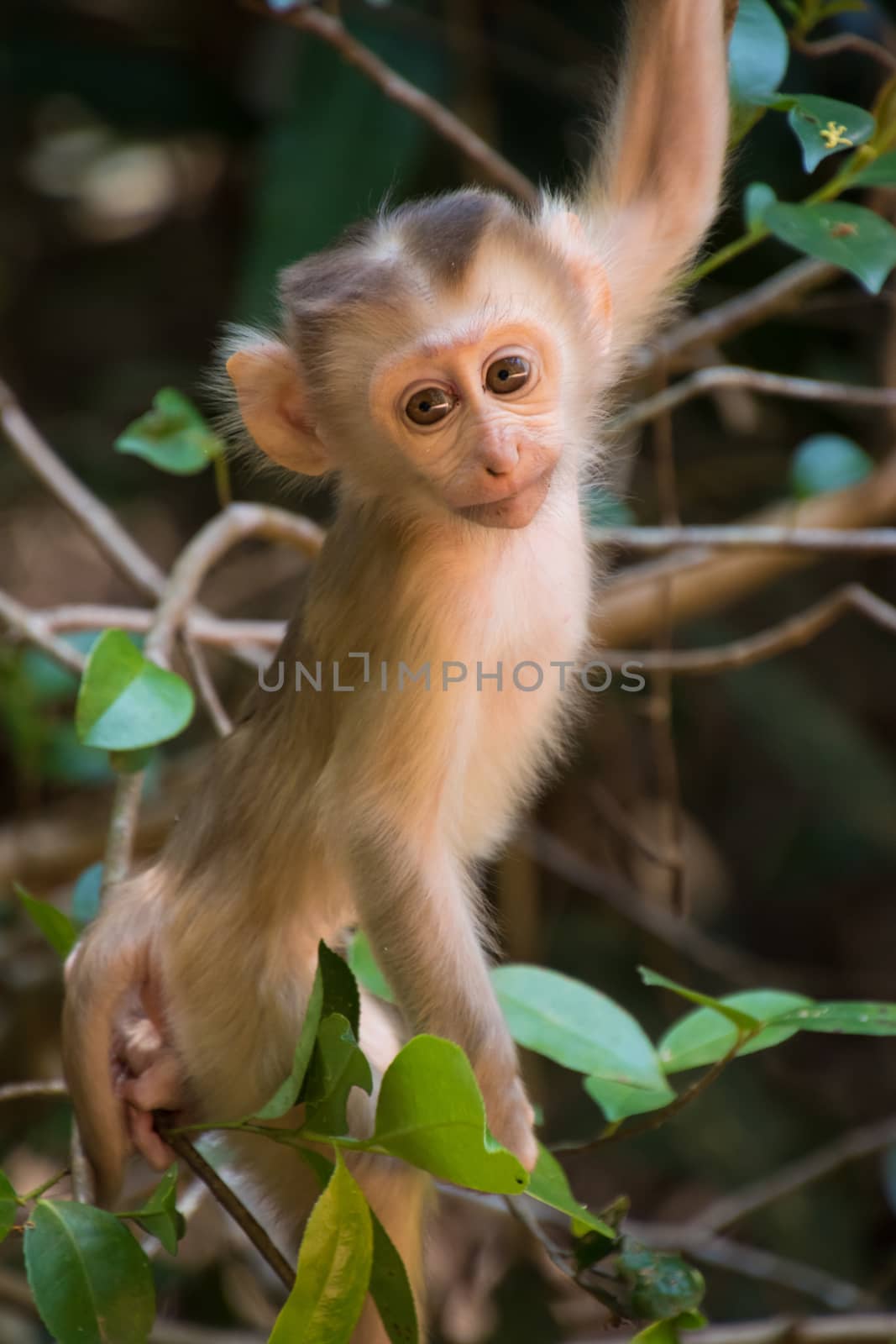 Baby Monkey climbing Tree by MXW_Stock