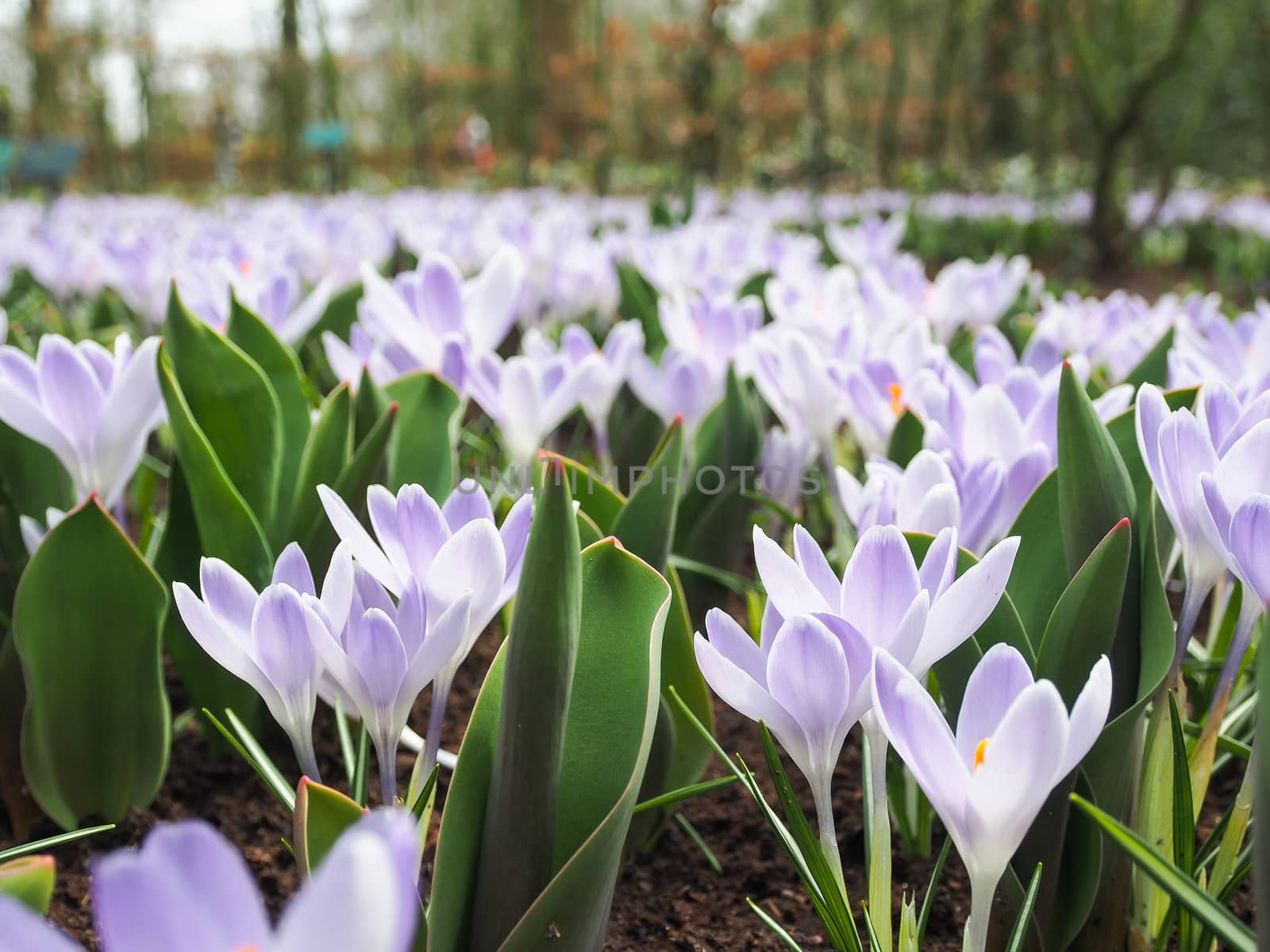 Violet, yellow, white crocuses, Crocus sativus, Crocus tommasinianus bloom at the Keukenhof Gardens in the Netherlands.