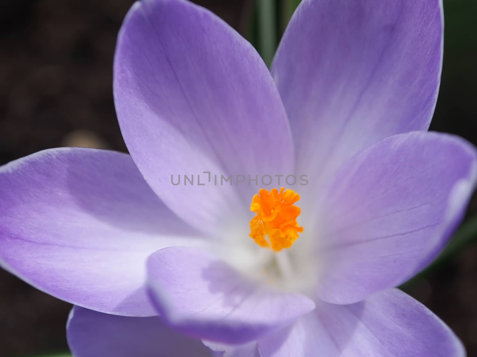 Violet, yellow, white crocuses, Crocus sativus, Crocus tommasinianus bloom at the Keukenhof Gardens in the Netherlands.