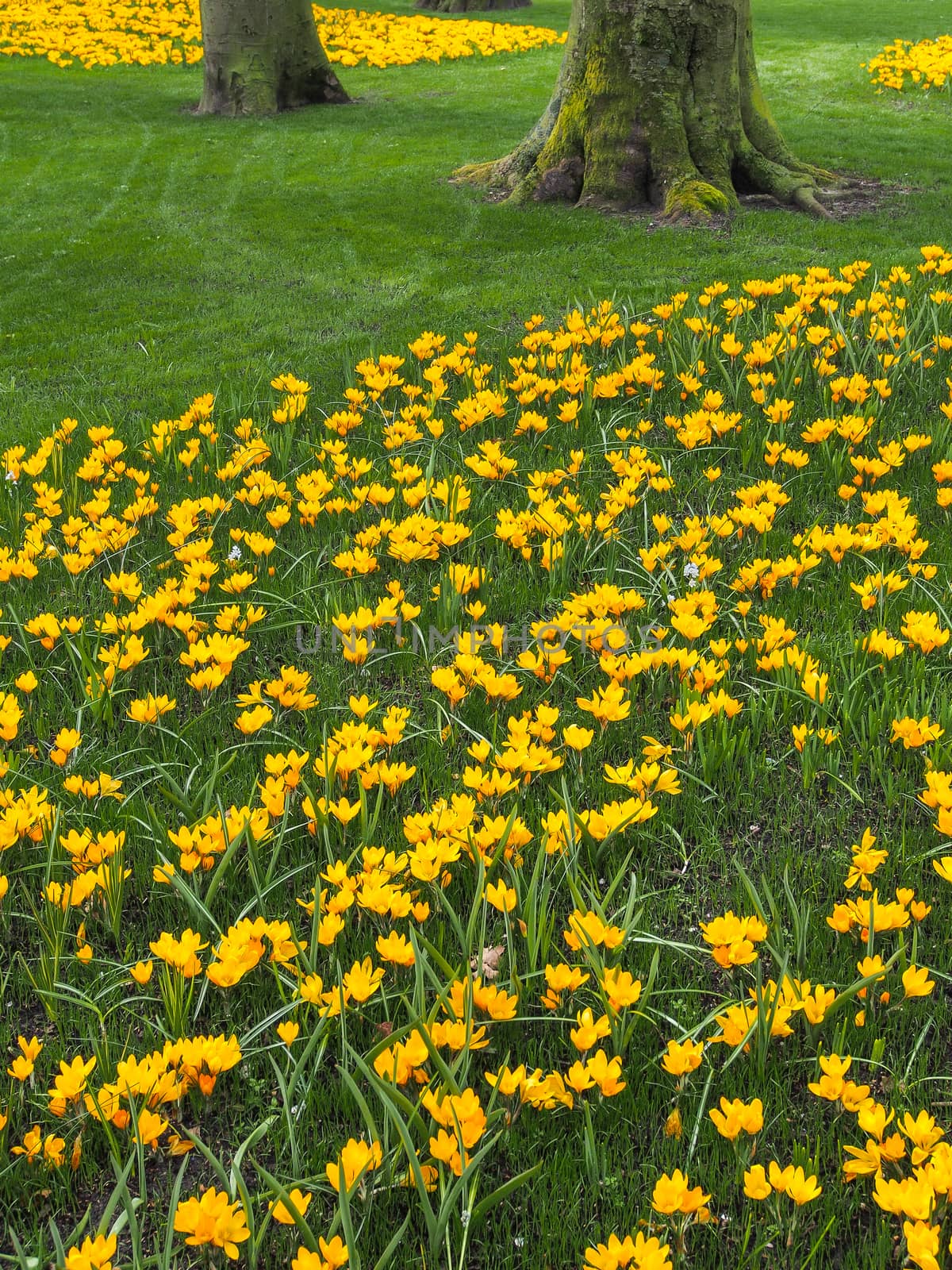 Colorful crocus bloom at the Keukenhof Gardens by simpleBE