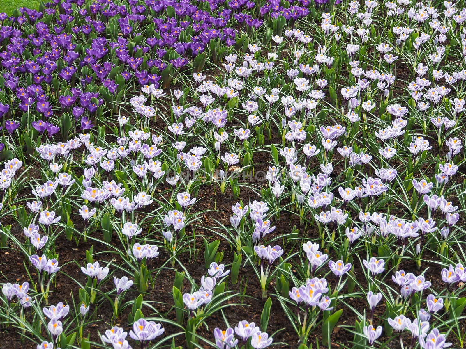 Violet, yellow, white crocuses, Crocus sativus, Crocus tommasinianus bloom at the Keukenhof Gardens in the Netherlands.
