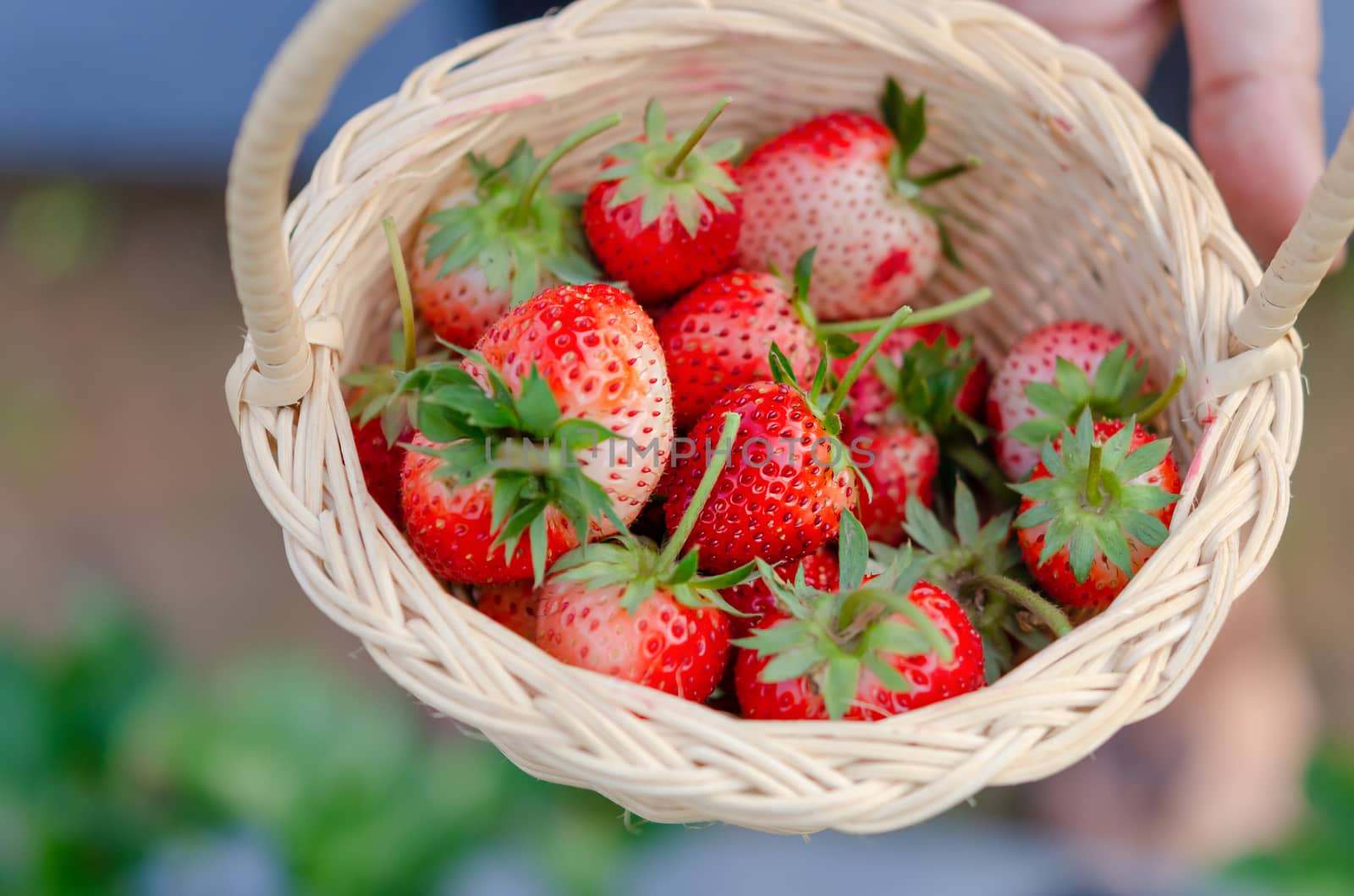 strawberries in basket by rakratchada