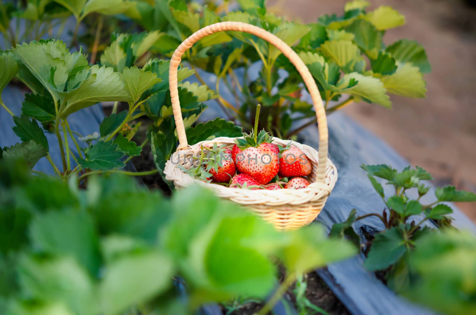 fresh ripe strawberries in basket on strawberry field