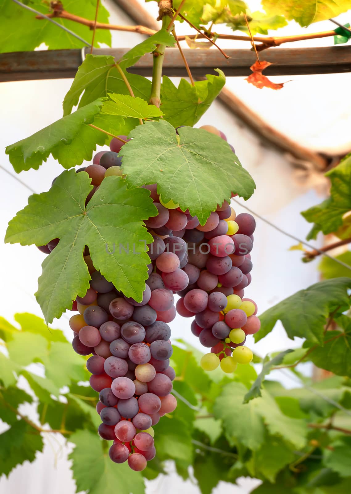 Bunches of Fresh Grapes  by rakratchada