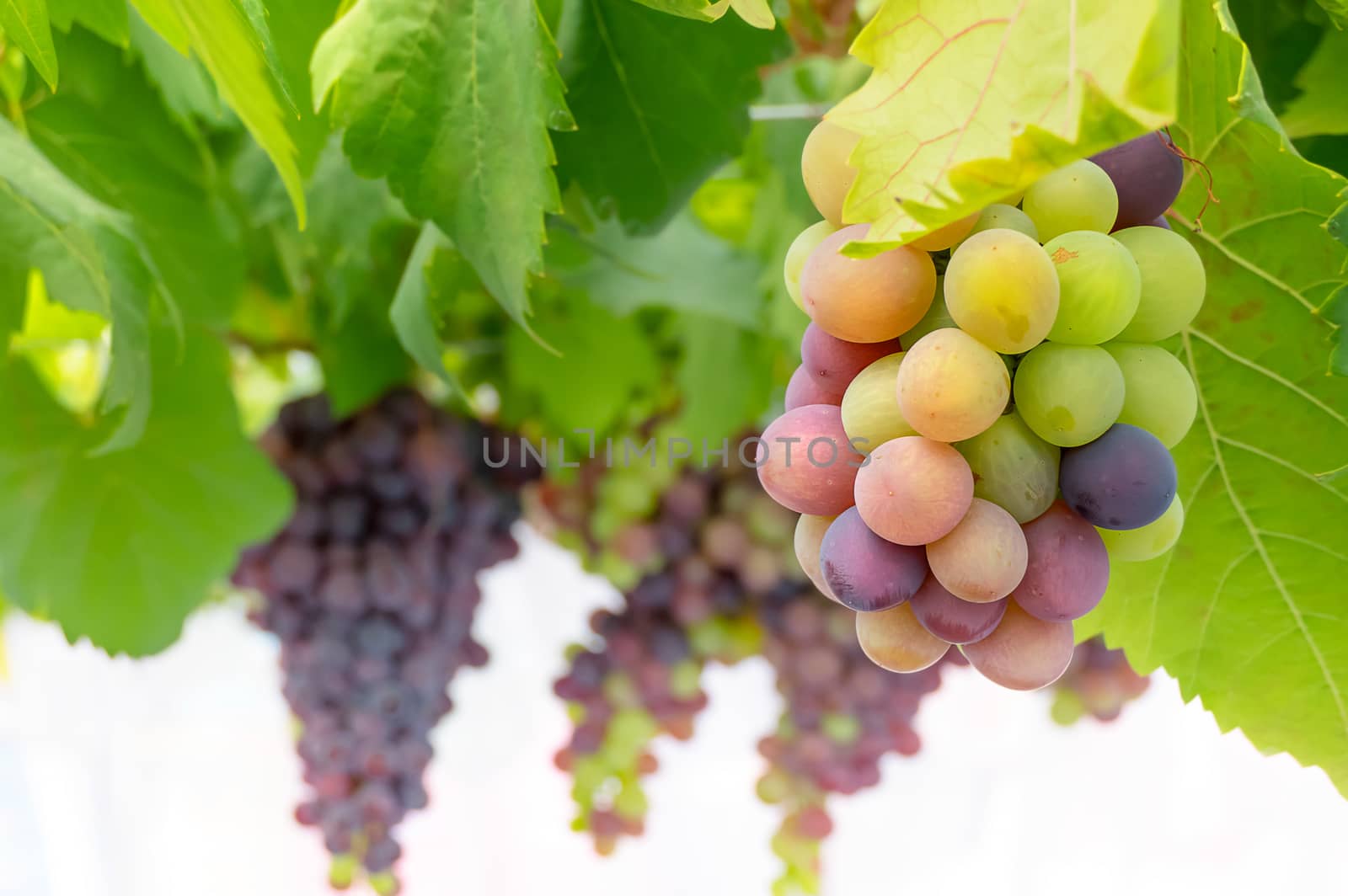 Bunches of Fresh Grapes  by rakratchada