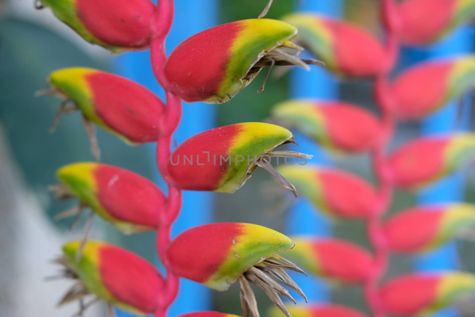 Closeup of red heliconia Genus Heliconia tropical plant spectacular flowers with brightly colored. Nature Background Image. 