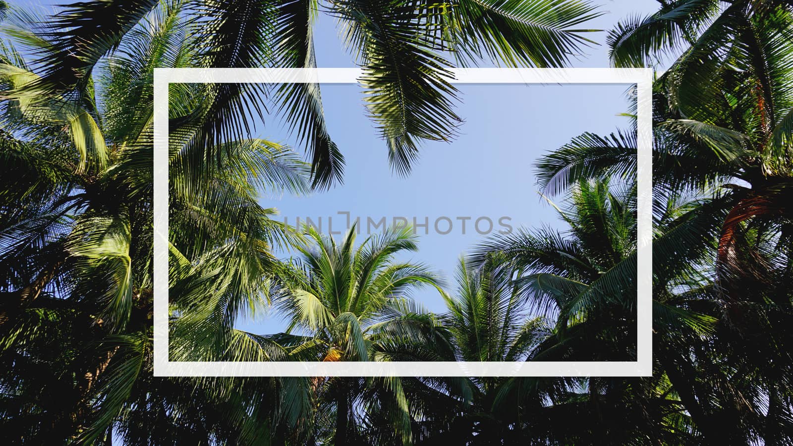 Frame, Creative layout made of palm leaves for paper card note. Blank for advertising card or invitation. Nature concept. Summer poster.