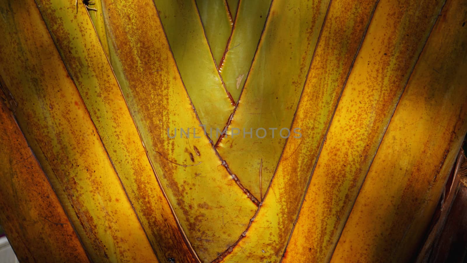 Texture of Travellers palm tree petiole - Ravenala madagascariensis Sonn. Close up texture, color and pattern detail