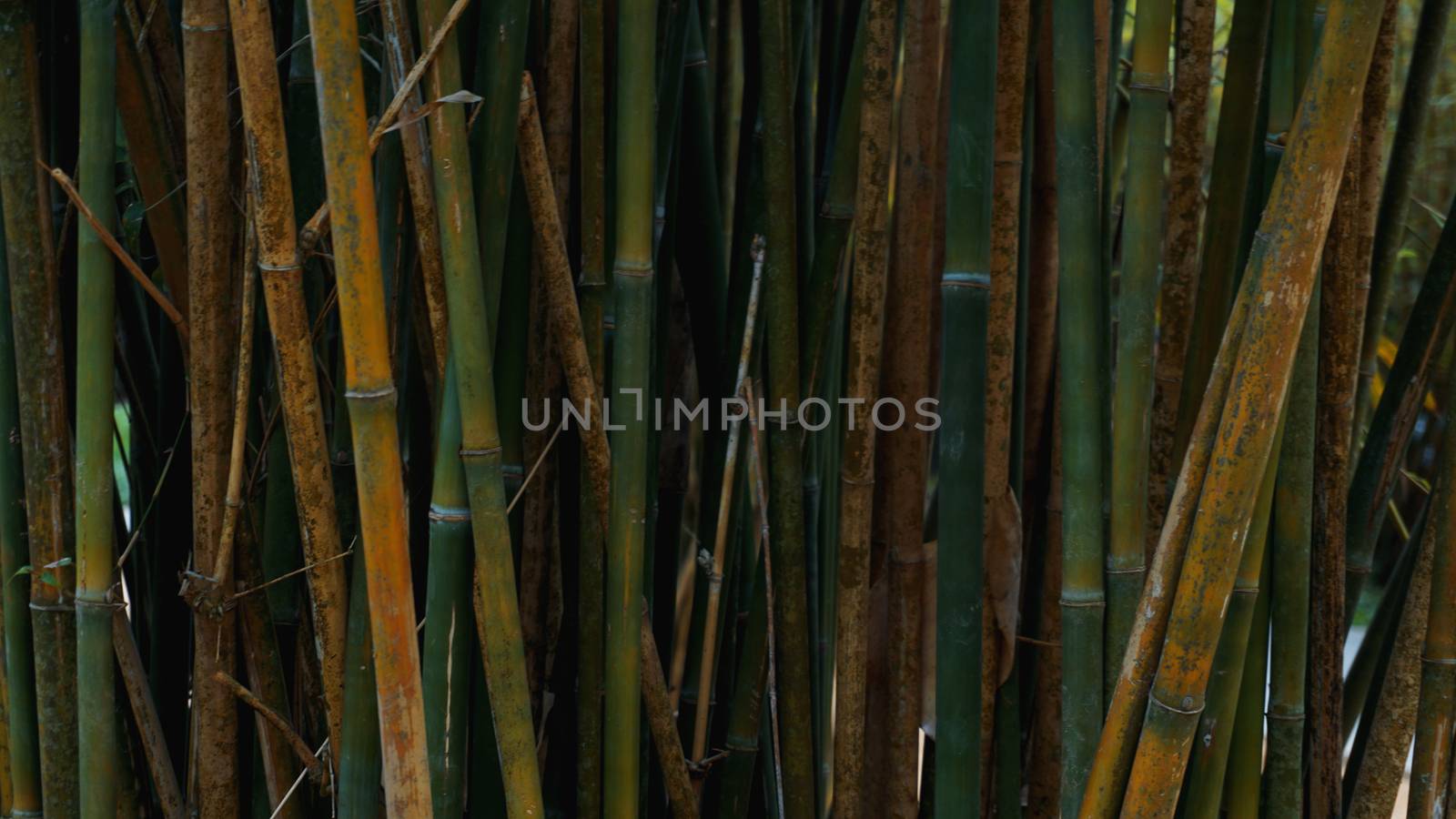 Bamboo fence texture background, bamboo texture panorama by natali_brill