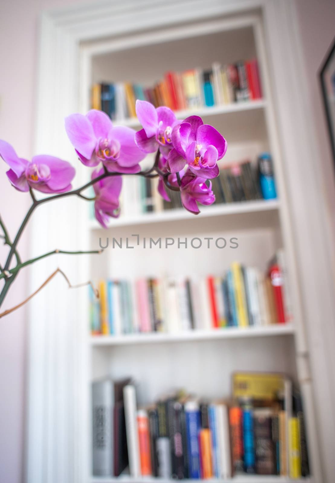 Detail Of A Beautiful Purple Orchid Flower Against A Retro Vintage Bookcase In A Victorian Apartment Or Flat