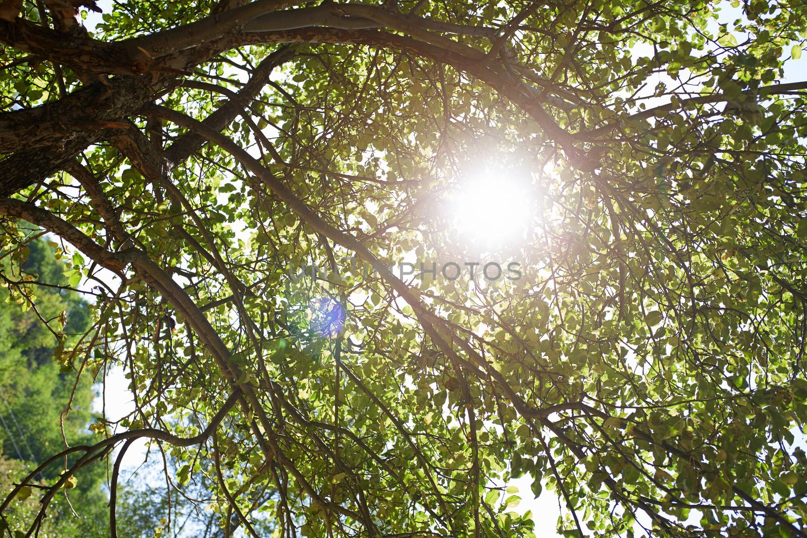 Low angle view at the apple tree with sun beam
