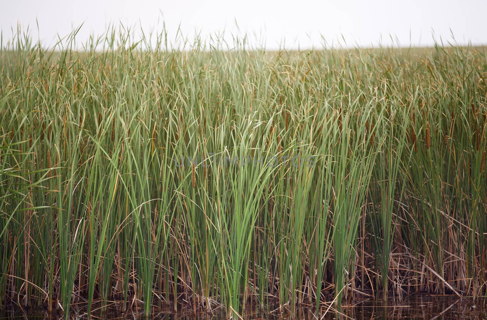 Reed plants in open water of the Florida lake