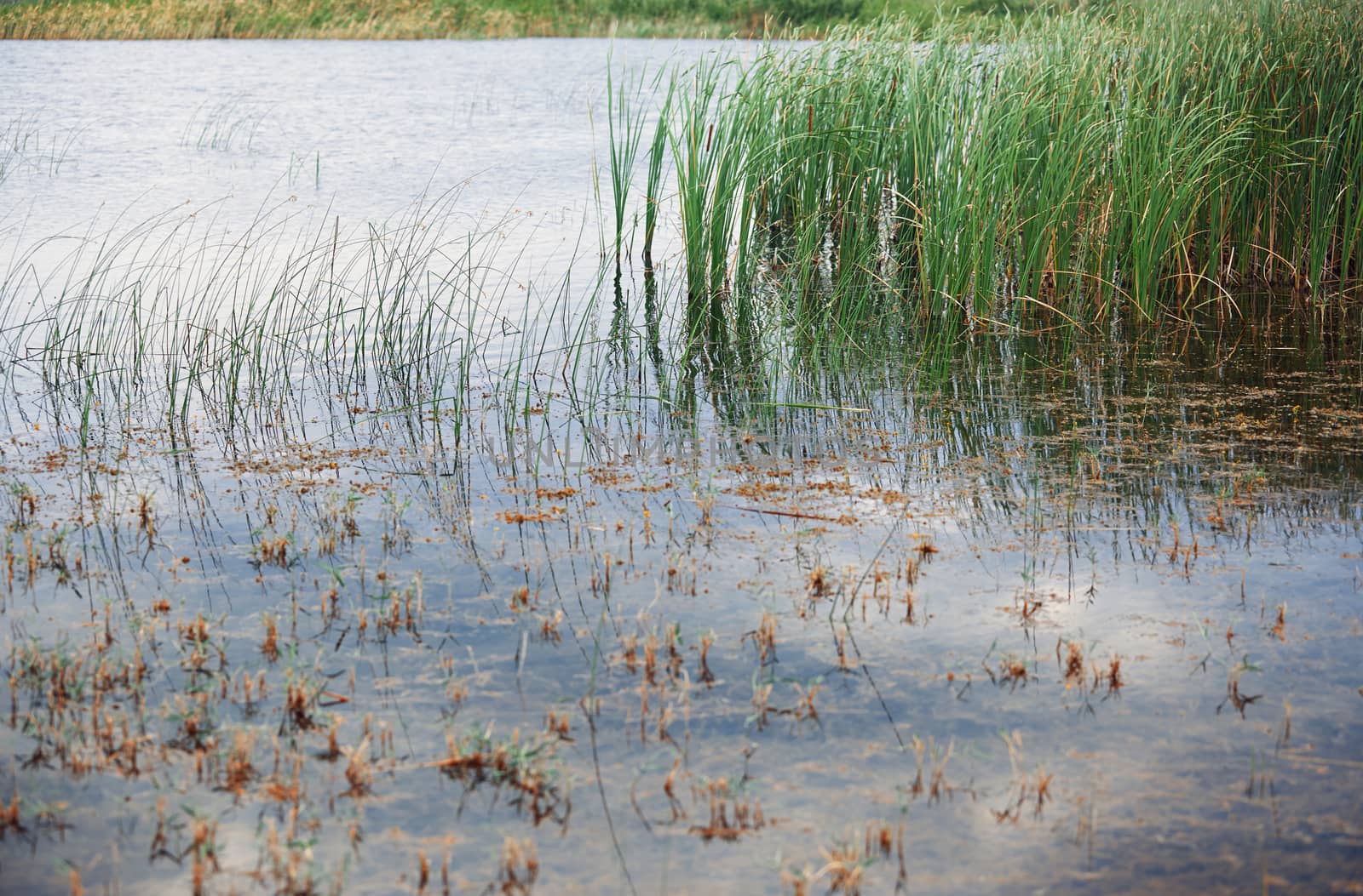 Reed plants in open water of the Florida lake