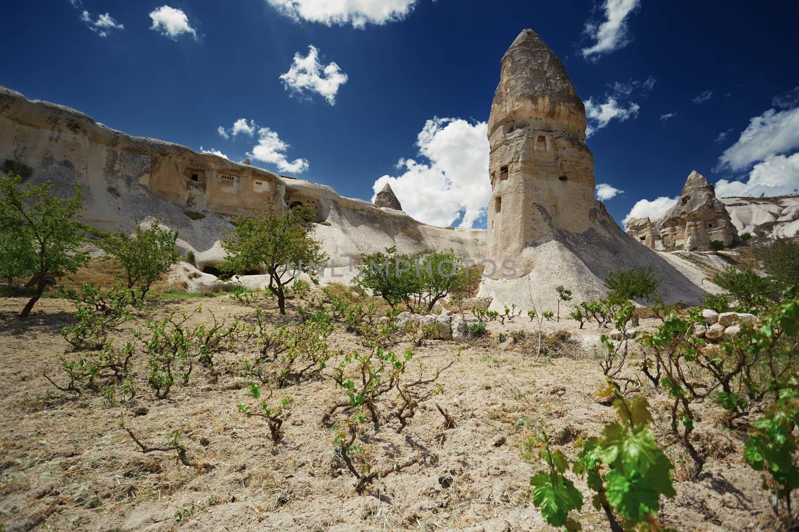 Wineyard at the geological rock formation in Cappadocia, Turkey