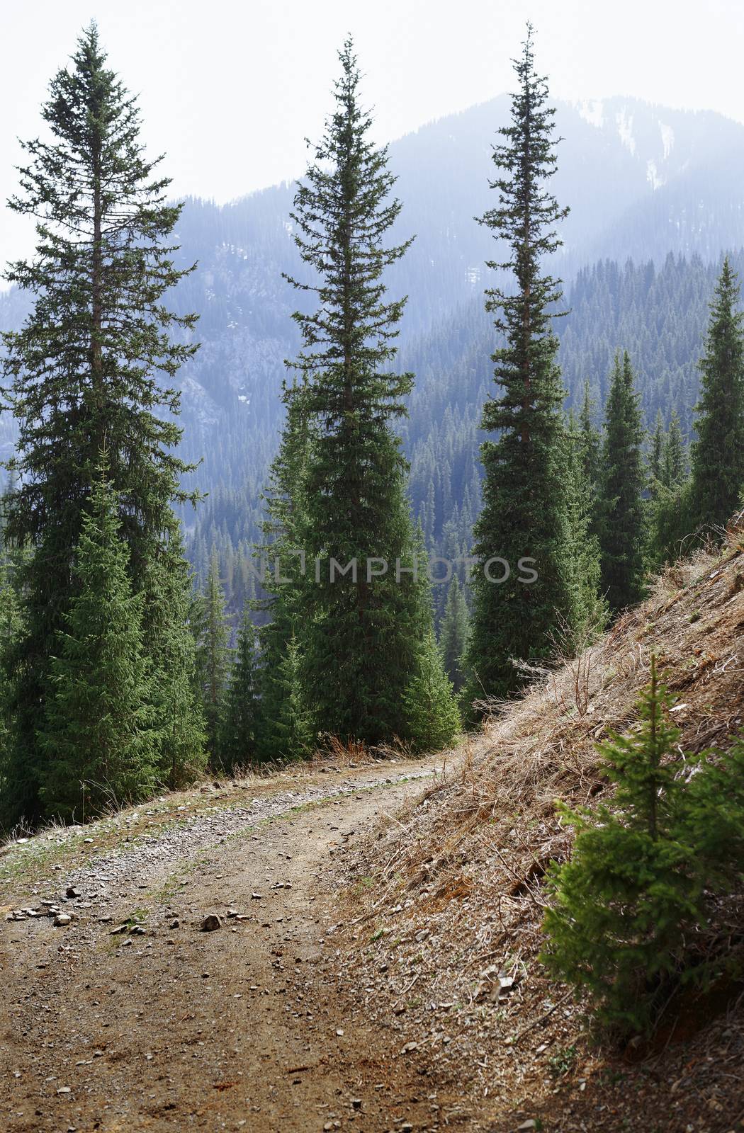 Natural parkland in Colorado mountains