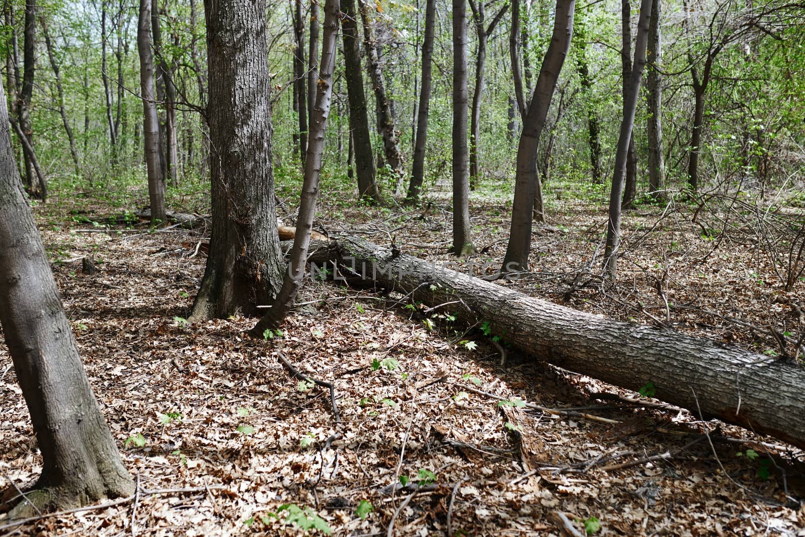 Dead fallen tree trunk in the forest by Novic