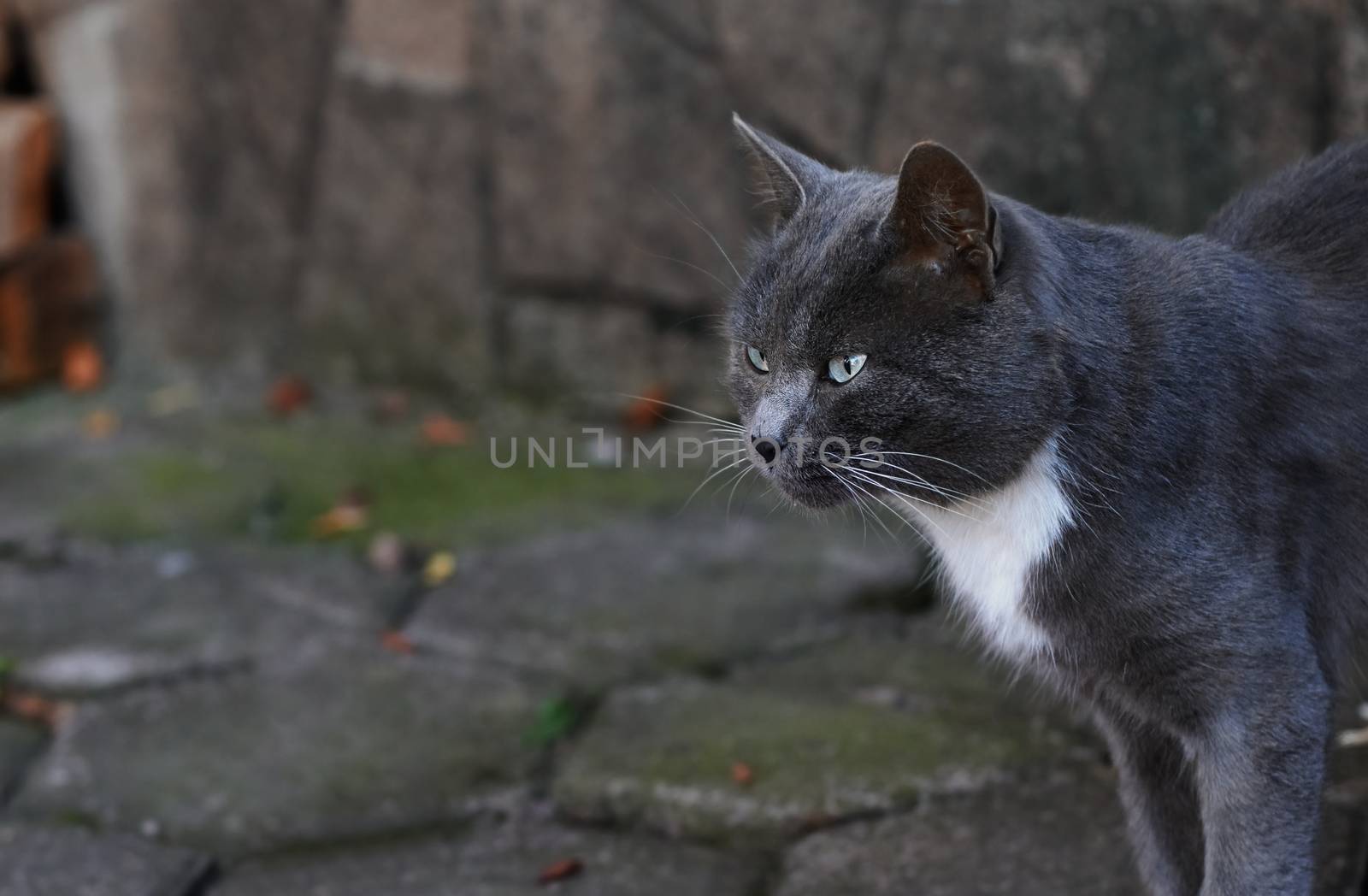 Domestic cat outdoors in the city by Novic
