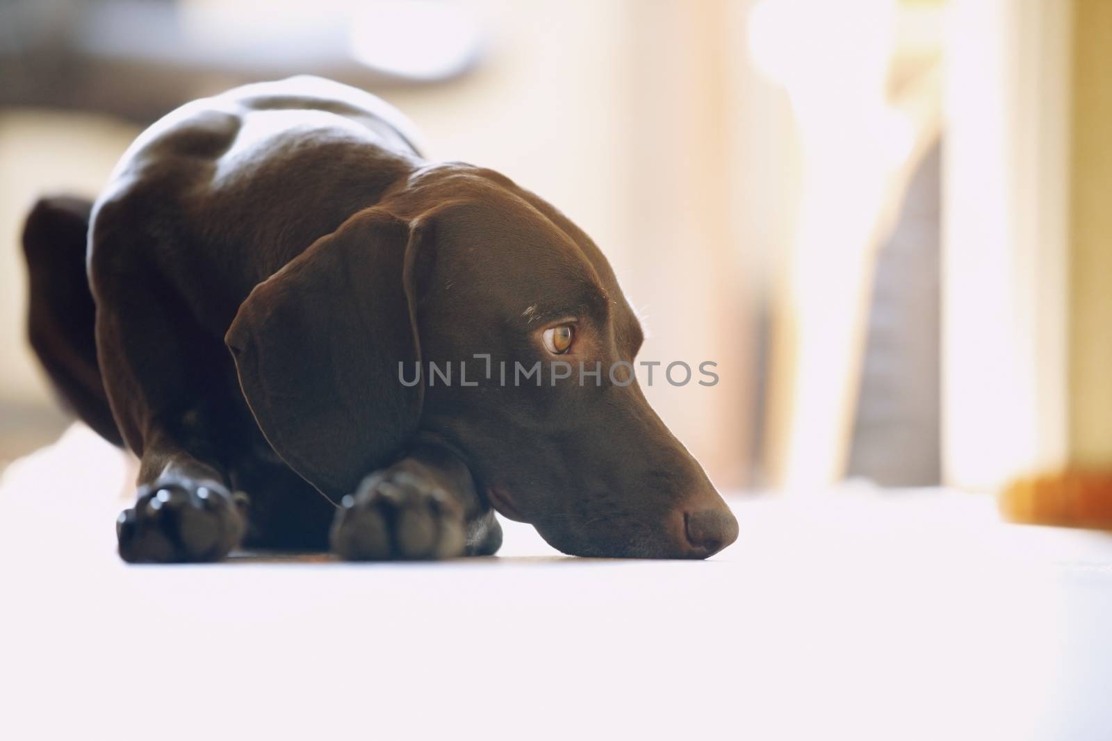 Young German short-haired pointer boring at home by Novic