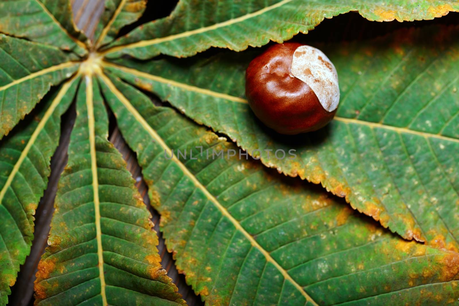 Chestnuts on the leaf. Close-up