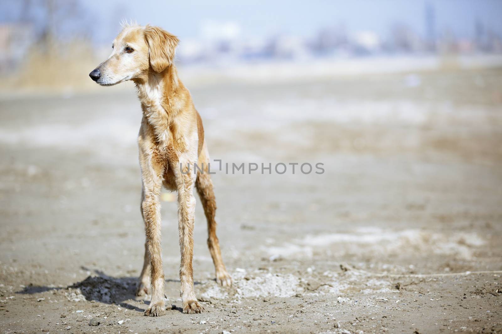 Tazy - Kazakh greyhound dog by Novic