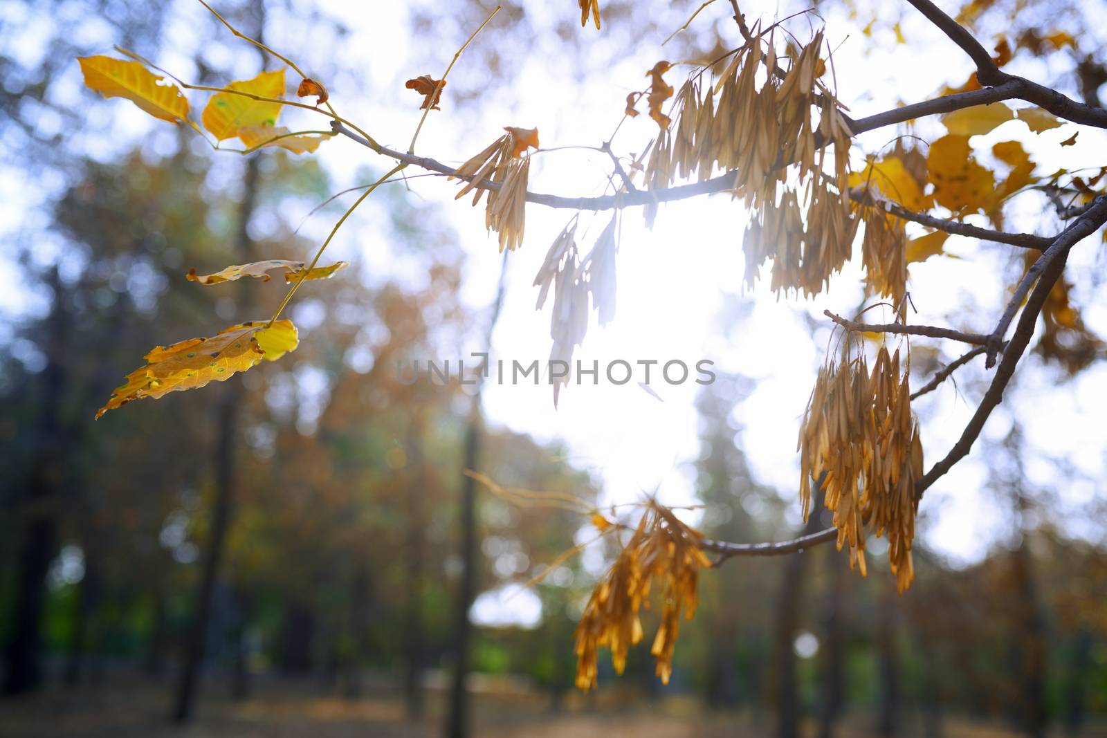 Autumn trees in the forest by Novic