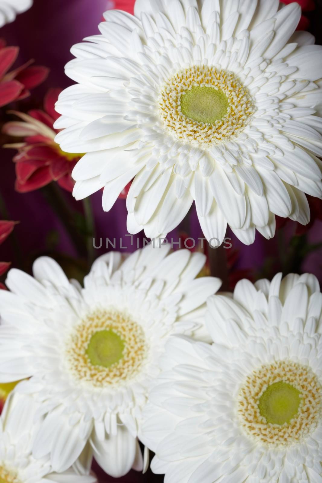 Chrysanthemum. Macro photo of the white flower