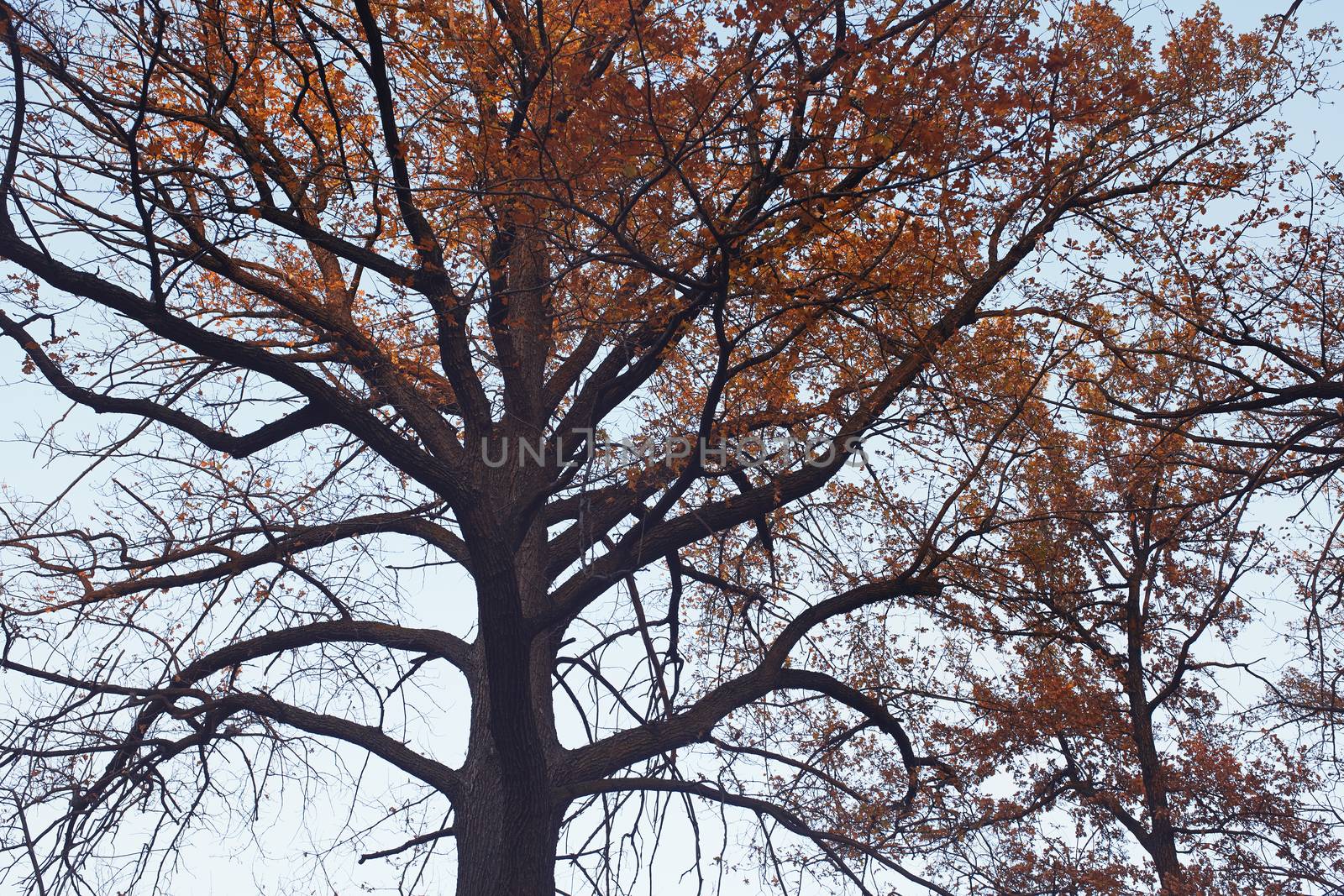 Crown of the oak tree