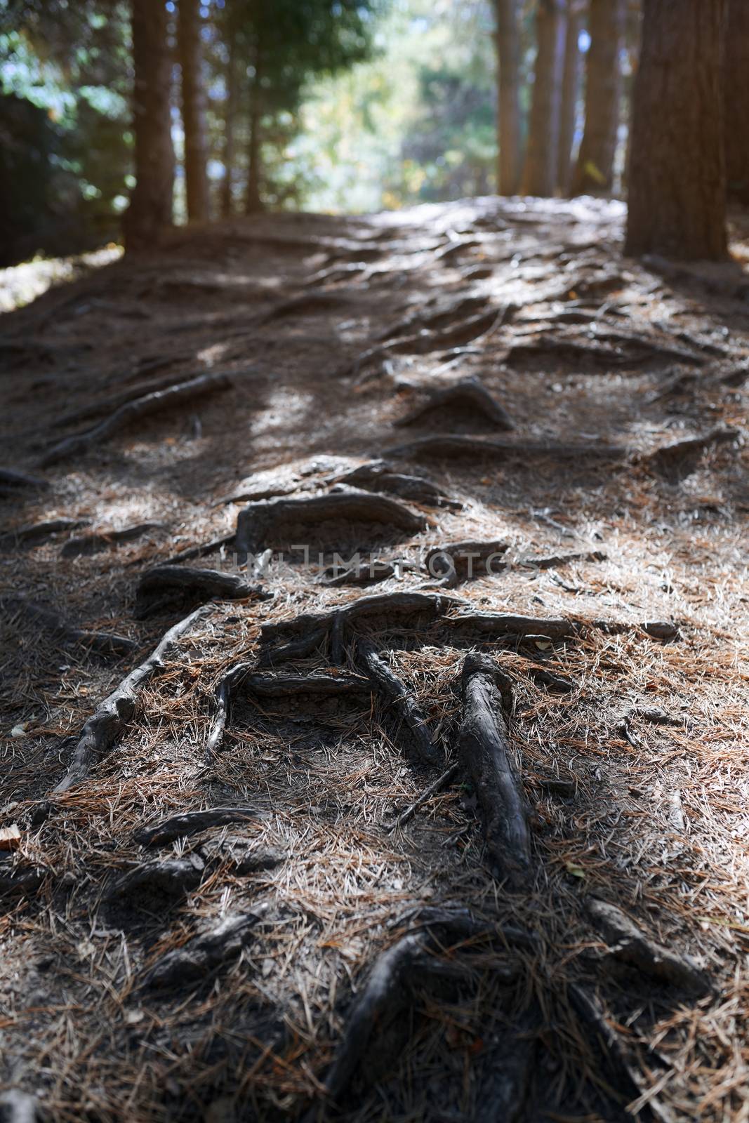 Mountain forest with pine trees by Novic