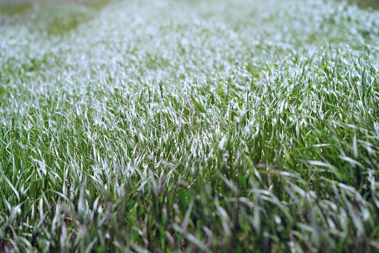 Pattern of the field grass 