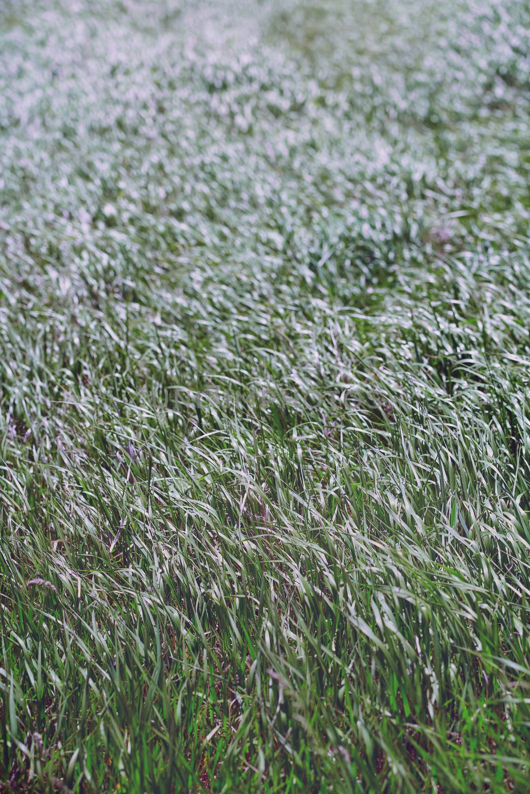Pattern of the field grass 