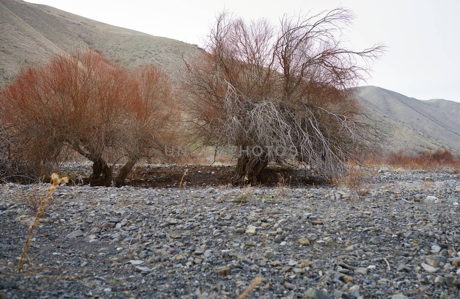 Dried trees at rocky place