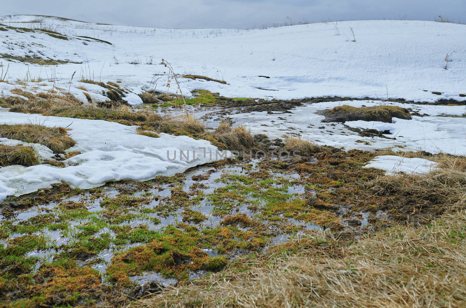 Swampland place with rotten reeds in winter by Novic