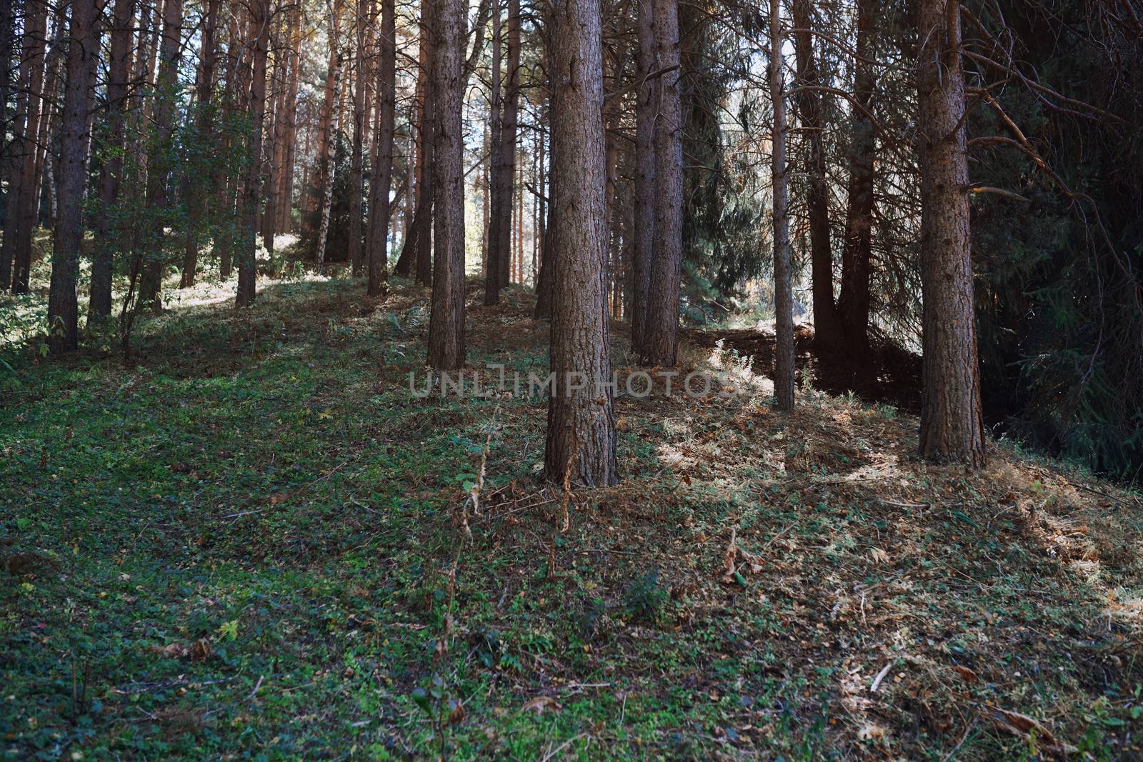 Pines forest in California, USA