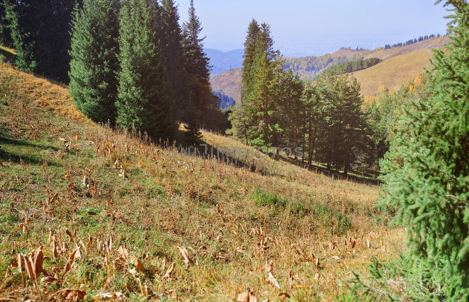 Pine woods in mountain forest by Novic