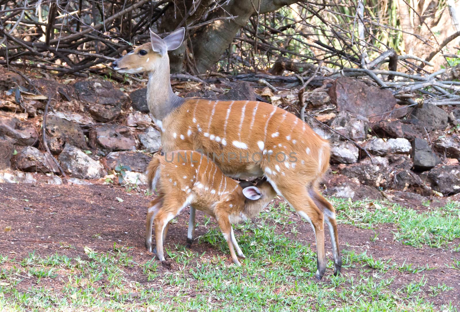The imbabala or Cape bushbuck (Tragelaphus sylvaticus), mother feeding young