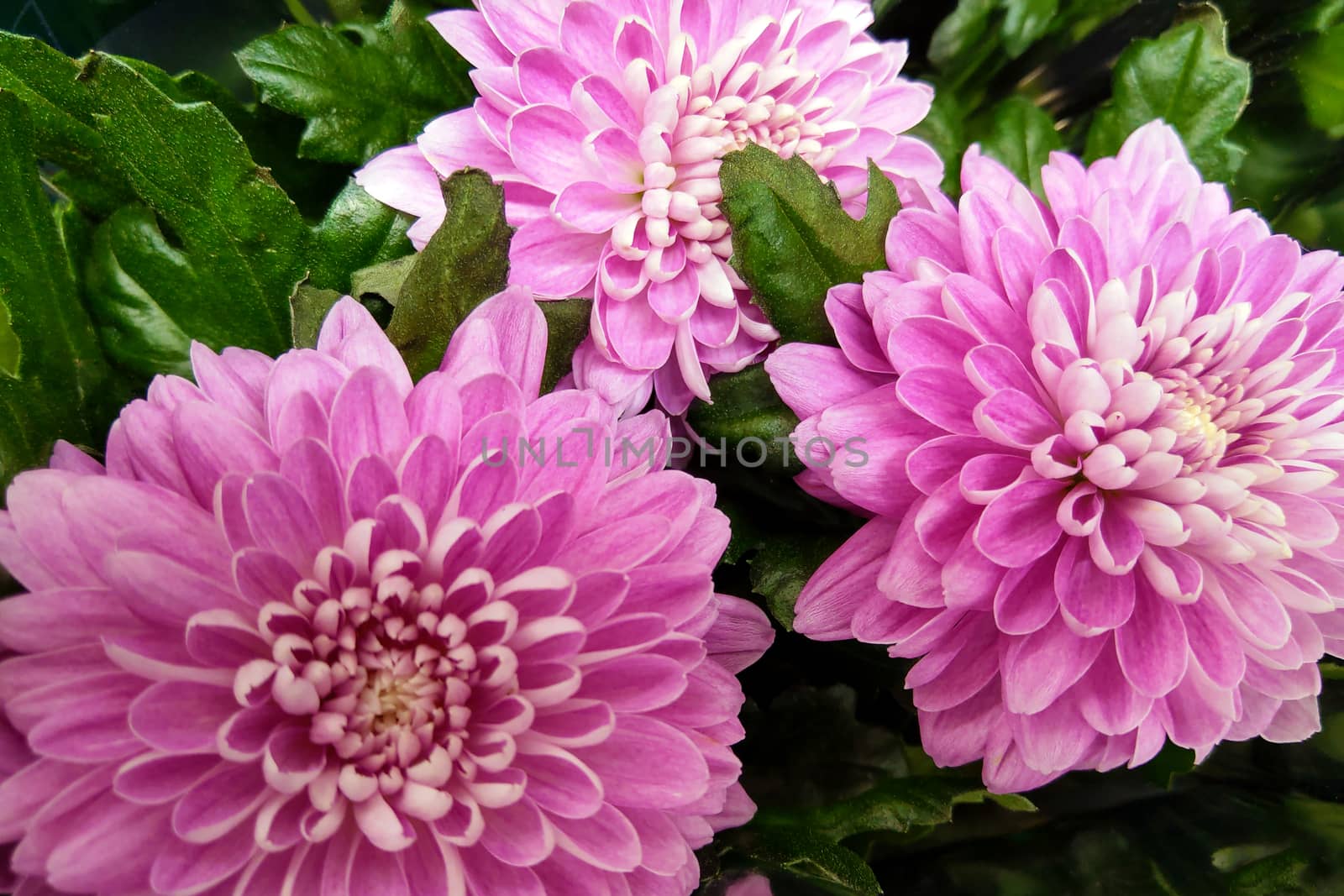 Pink and purple Chrysanthemums. Chrysanthemum wallpaper. Floral background. Selective focus