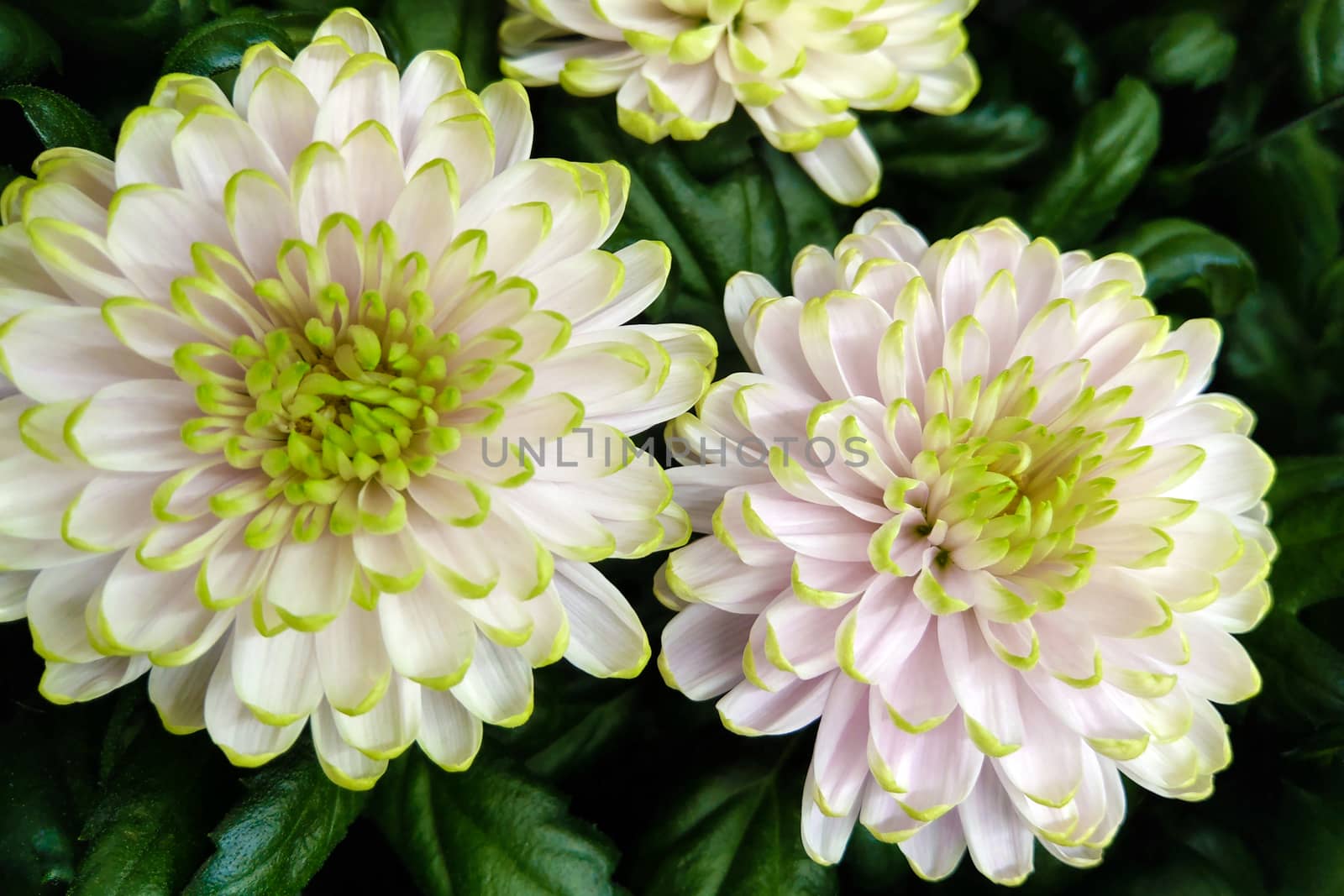 Beautiful green white chrysanthemum as background image. Chrysanthemum wallpaper