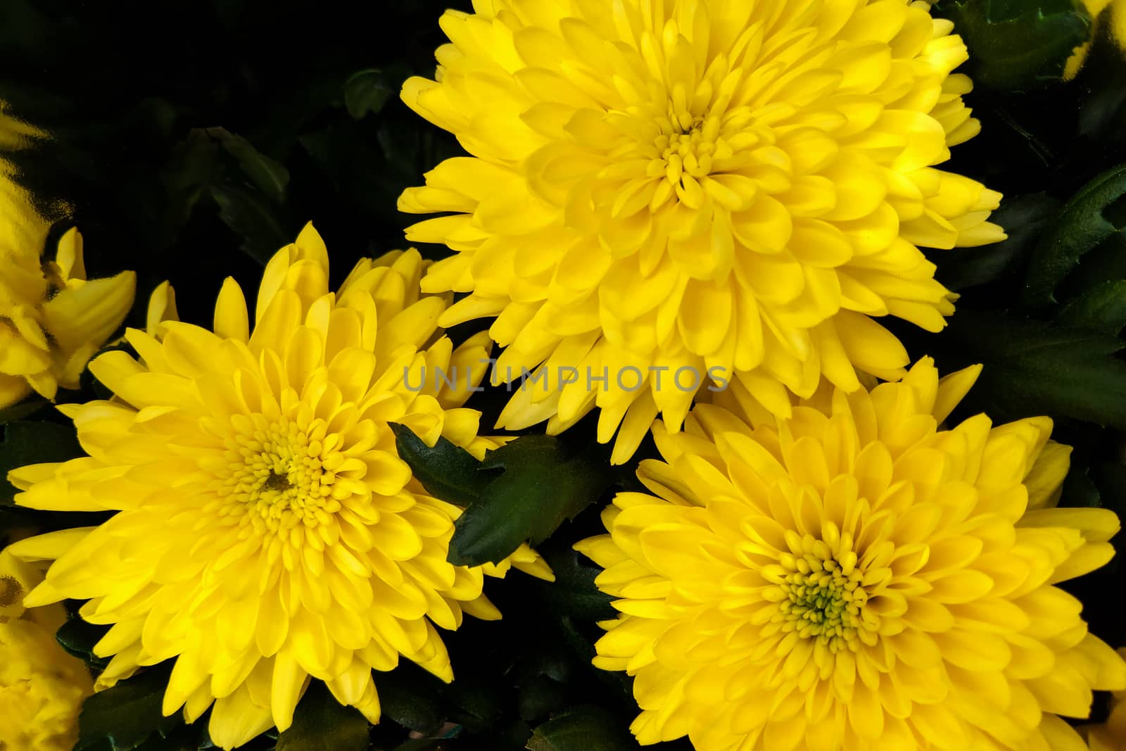Yellow flower of Chrysanthemum in the herb garden. by kip02kas