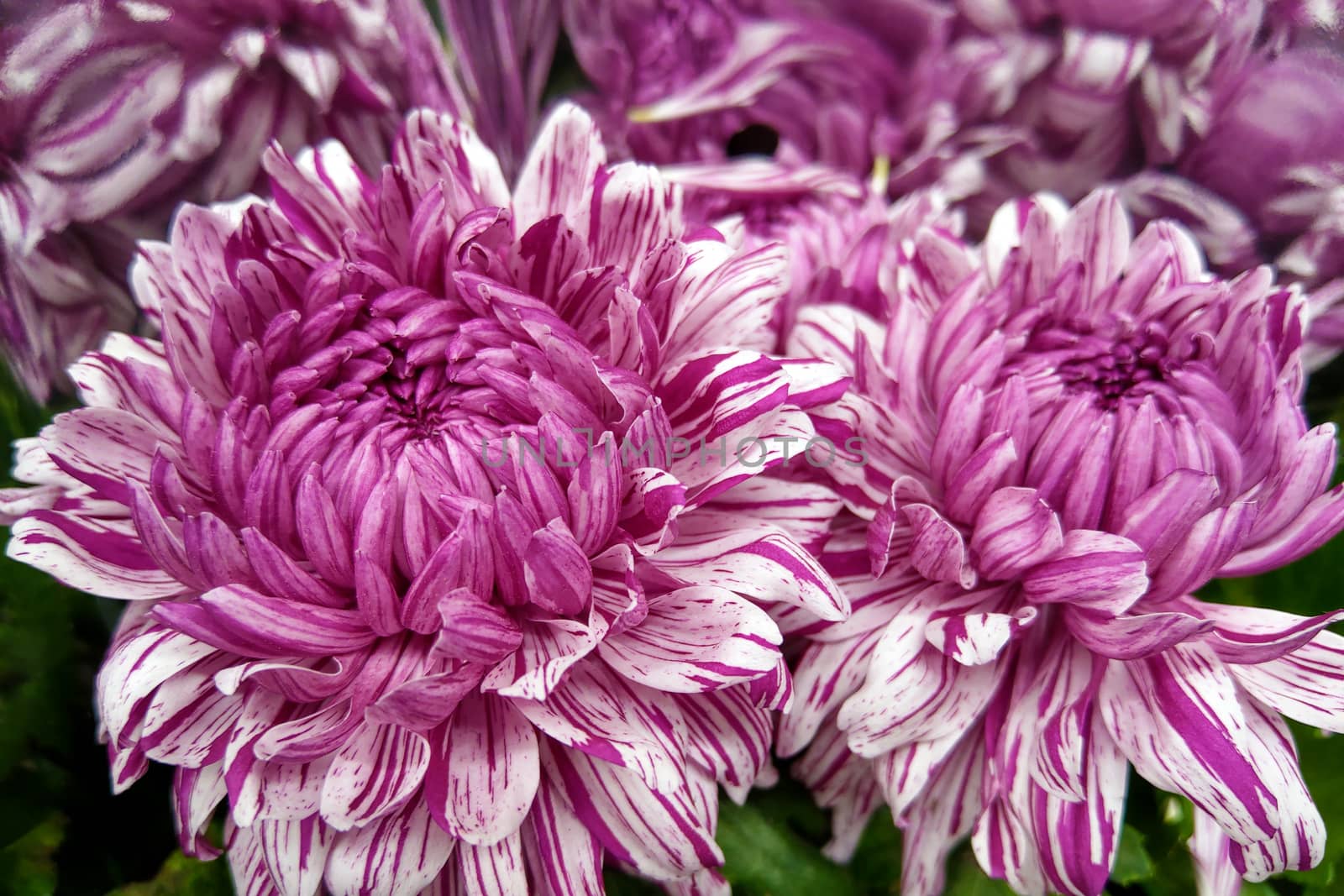 Multi-colored chrysanthemum flower. Chrysanthemum red, purple, floral background. by kip02kas