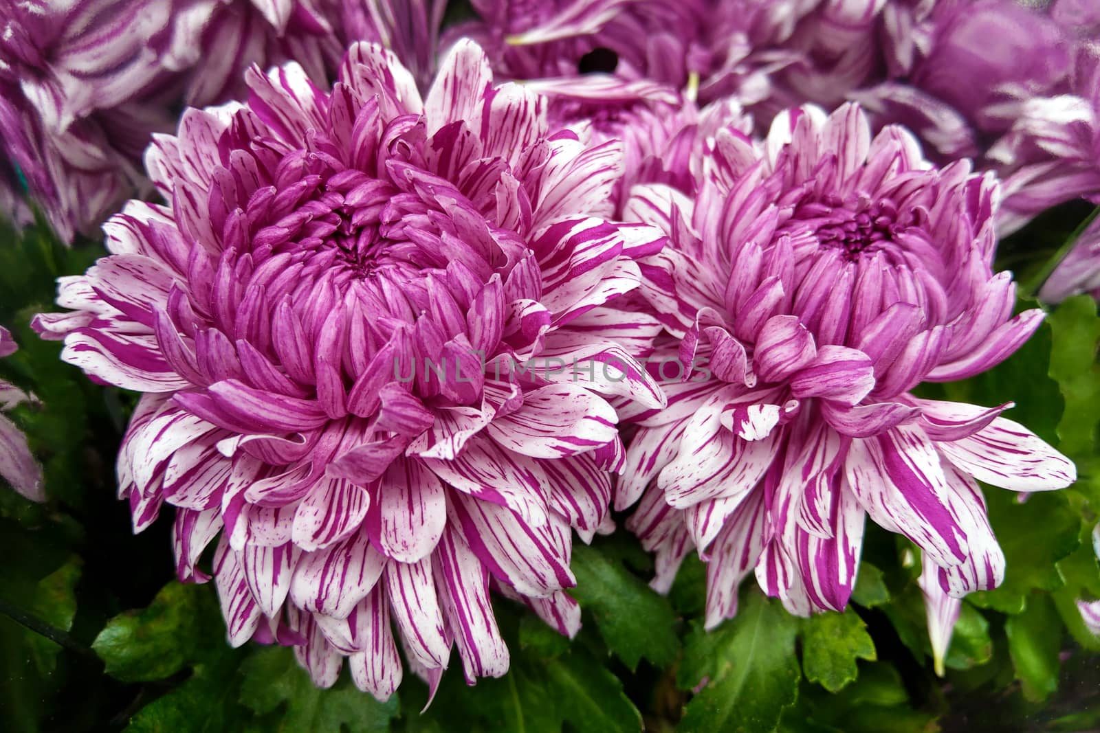 Purple Florist's Daisy. Chrysanthemum Flower