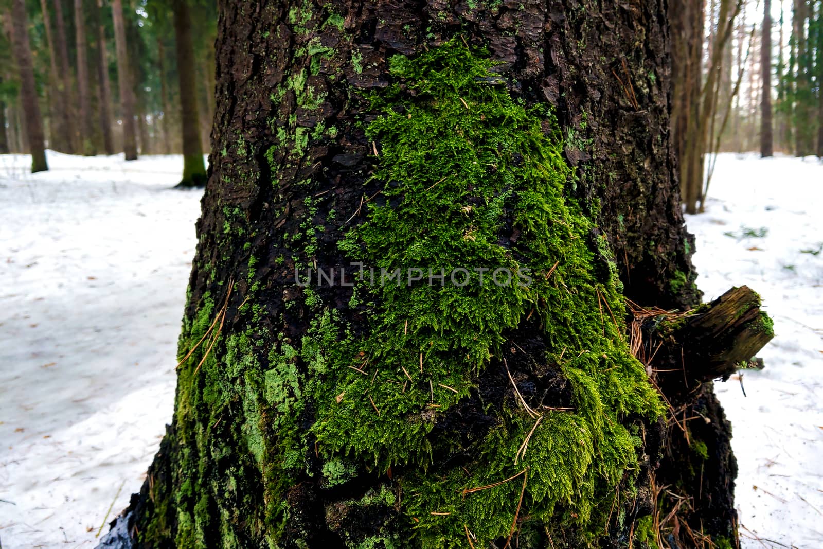 Closeup of young green moss on a tree in late winter early spring. by kip02kas