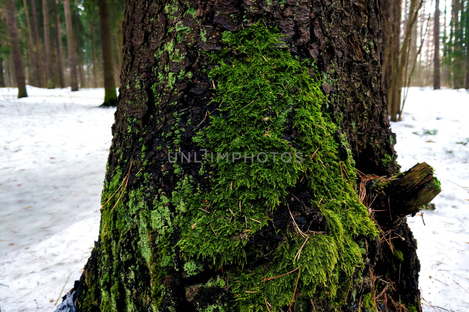 Closeup of young green moss on a tree in late winter early spring